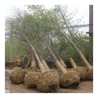 供銀杏樹2-80公分，櫻花，皂角，法桐