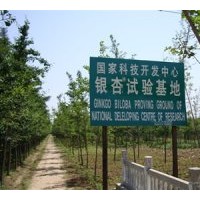 本基地常年供應5--50公分的銀杏實生苗，嫁接苗，銀杏果，銀杏葉