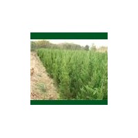常年供應蜀檜，龍柏，紅葉石楠，紫薇，大葉女貞，廣玉蘭，桂花