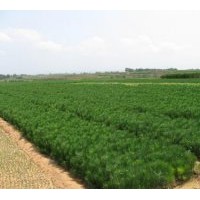供小苗：白皮松、華山松、油松、樟子松等小苗