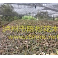 出售黃葛樹，黃葛樹苗