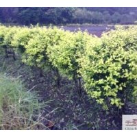 成都球形金葉女貞