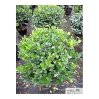 供應球形金禾女貞地被工程苗木