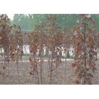 紅葉楊苗木批發