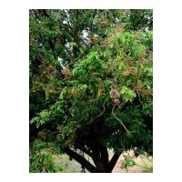 大量批發桂圓苗木 龍眼苗木