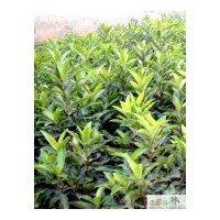 大量批發法國冬青綠籬苗木