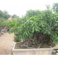 長期大量供應8-30cm的黃葛樹