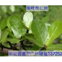 出售小葉欖仁苗，粉花山扁豆苗，盆架子苗，細葉欖仁苗