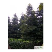 供應楨楠 苗圃楨楠