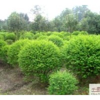 成都低價苗木毛葉丁香高：70-80公分