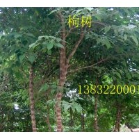 出售枸樹
