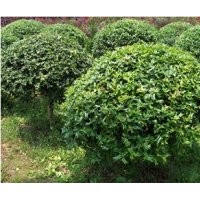 低價苗木火棘高度：30-40公分