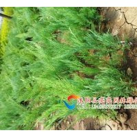 供應側柏苗，扁柏苗,側柏,扁柏，嫁接龍柏用苗。