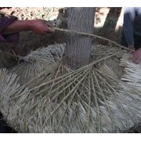 常年出售國槐、法桐、合歡、臭椿、白蠟、欒樹