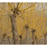 供(高）矮接、金葉槐、金枝槐、金葉榆、底接金葉榆、龍爪槐