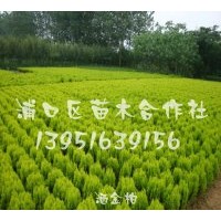 供雪松，香樟，紫薇，廣玉蘭等