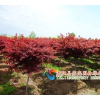 供應紅楓，美國紅楓，日本紅楓，嫁接紅楓，五角楓 ，三角楓