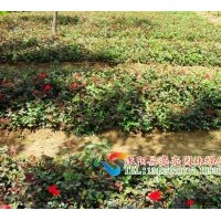 供應(yīng)薔薇苗，月季苗，品種月季苗 檜柏苗 蜀檜苗