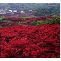 供應(yīng)各種大小規(guī)格美國(guó)紅楓苗木