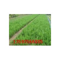 供應側(cè)柏，20-50公分側(cè)柏價格，山西側(cè)柏基地