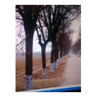 供應8-35公分國槐