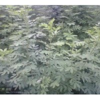 雙夾槐小苗急售！