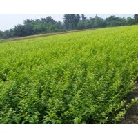 大量供應(yīng)金葉女貞，紅花繼木，灑金珊瑚，夾竹桃