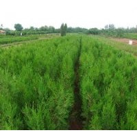 出售側柏苗：15-30cm當年小苗 200萬株