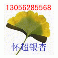 供應銀杏樹