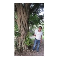 長期供應各種規(guī)格八月桂，四季桂、丹桂 章樹 垂柳 鴨腳木 夾竹桃