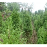 本苗圃常年供應(yīng)蜀檜，龍柏，紅葉石楠，紫薇
