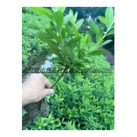 農戶價大量供應：杜鵑；紅花繼木 茶梅 金森女貞，小葉女貞，金邊