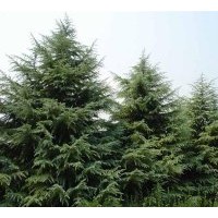 長期供應(yīng)雪松、蜀檜、廣玉蘭、樸樹、桂花等近百個品種
