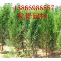 常年出售側柏苗