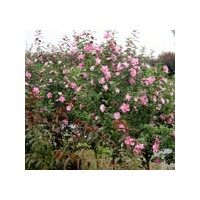 河北園林園藝苗木叢生木槿批發
