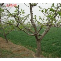 供應(yīng)各種綠化苗木：金葉女貞、紅葉小檗、大小葉黃楊、小葉女貞