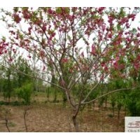 成都苗木碧桃供應