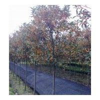 成都雄黃桂苗木批發