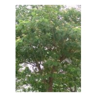 常年銷(xiāo)售欒樹(shù) 合歡 銀杏 雪松 意楊