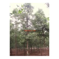 大量供應(yīng)銀杏樹苗，絕對(duì)現(xiàn)貨，歡迎咨詢洽談！