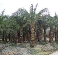 供成都銀海棗工程苗木