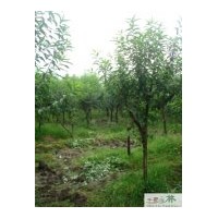 供應碧桃 工程苗木碧桃
