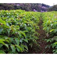 供應成都三葉樹米徑10公分