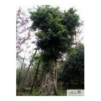 供應高山榕 重慶榕樹