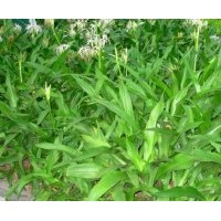 成都低價供應文殊蘭 高度：50-60公分