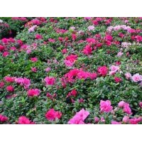 供應成都西洋杜鵑 高度：30公分