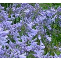 供應成都百子蓮高度：30-40公分