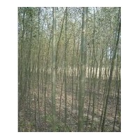 出售國槐苗.臭椿苗.竹柳苗.五角楓苗.北欒苗.合歡苗