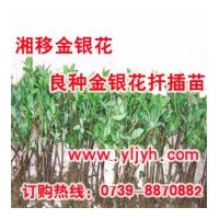大量供應良種金銀花扦插苗——樹形金銀花苗、木本金銀花苗
