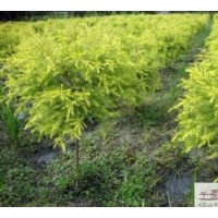 低價工程苗木黃千層高度：40-50公分